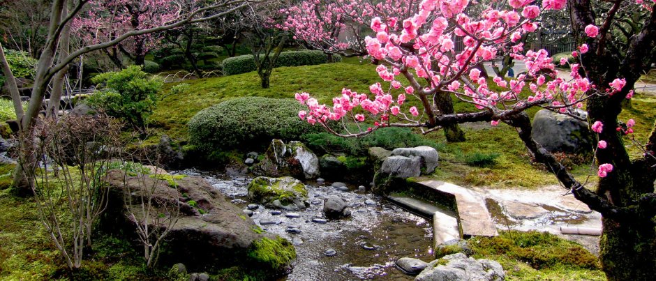 Япония сад камней Сакура