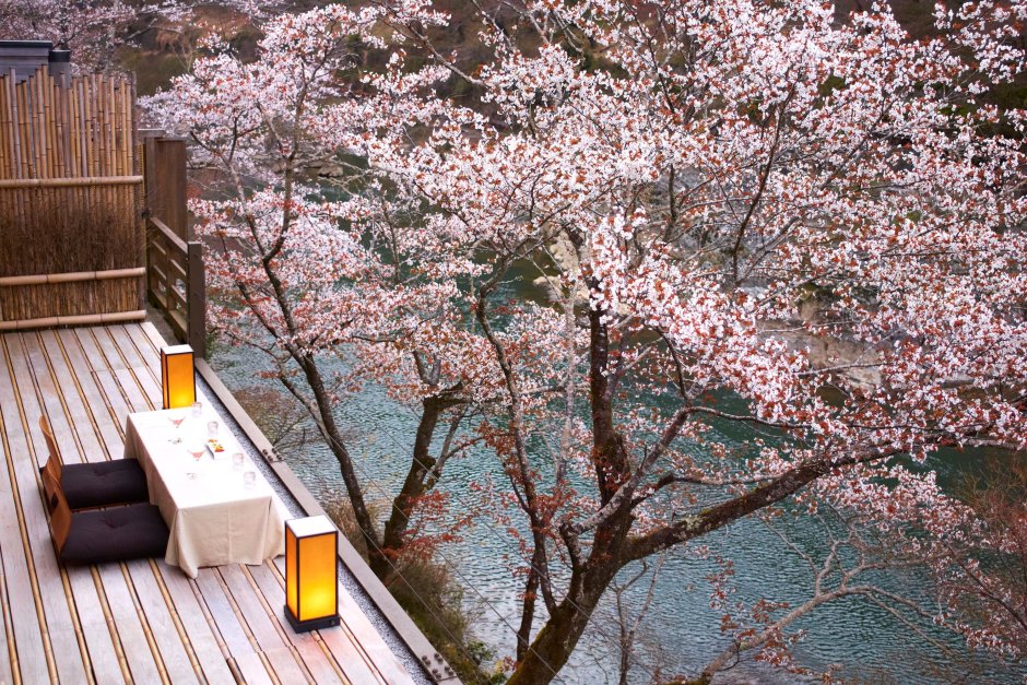 Киото Япония Sakura