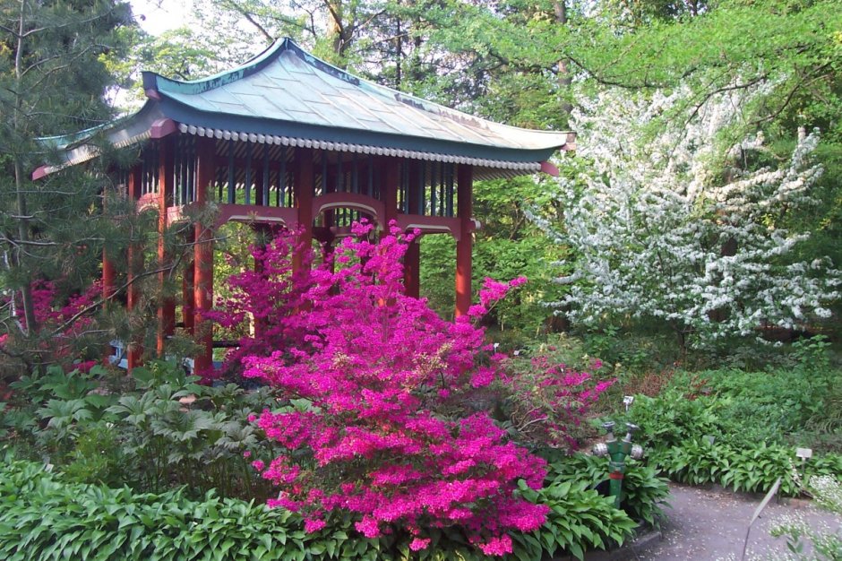 Рододендрон в японском саду