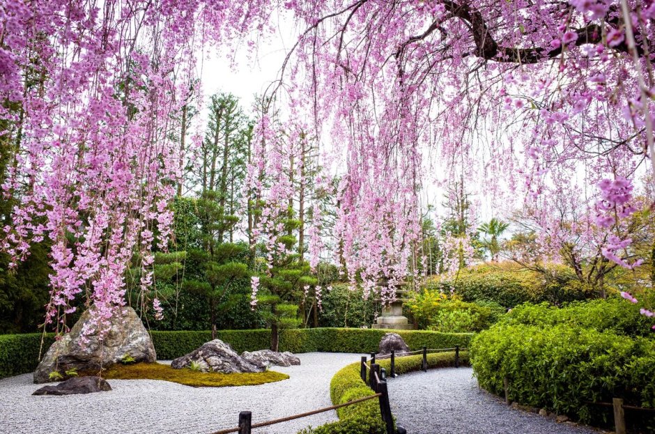 Цветение Сакуры в Японии сады