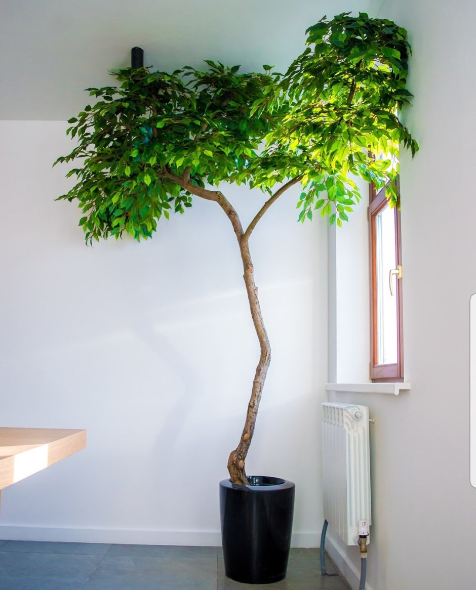 Искусственное дерево в квартире