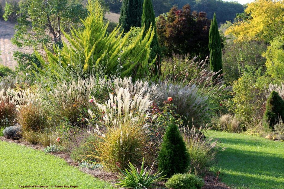 Ковыль тончайший (Stipa tenuissima)