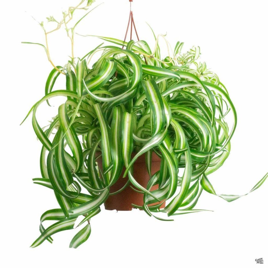 Хлорофитум хохлатый Chlorophytum comosum