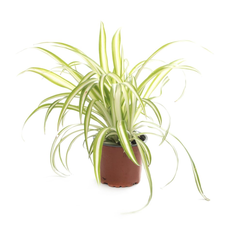 Хлорофитум хохлатый Chlorophytum comosum