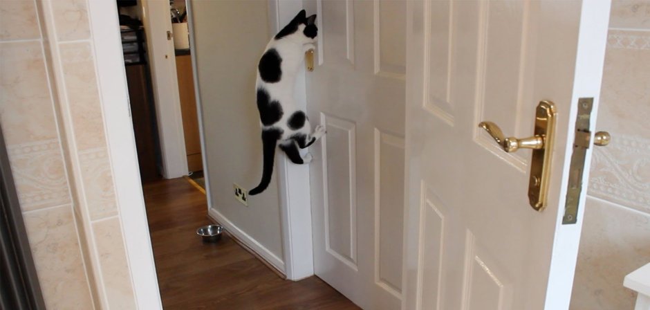 Кот в дверном проеме