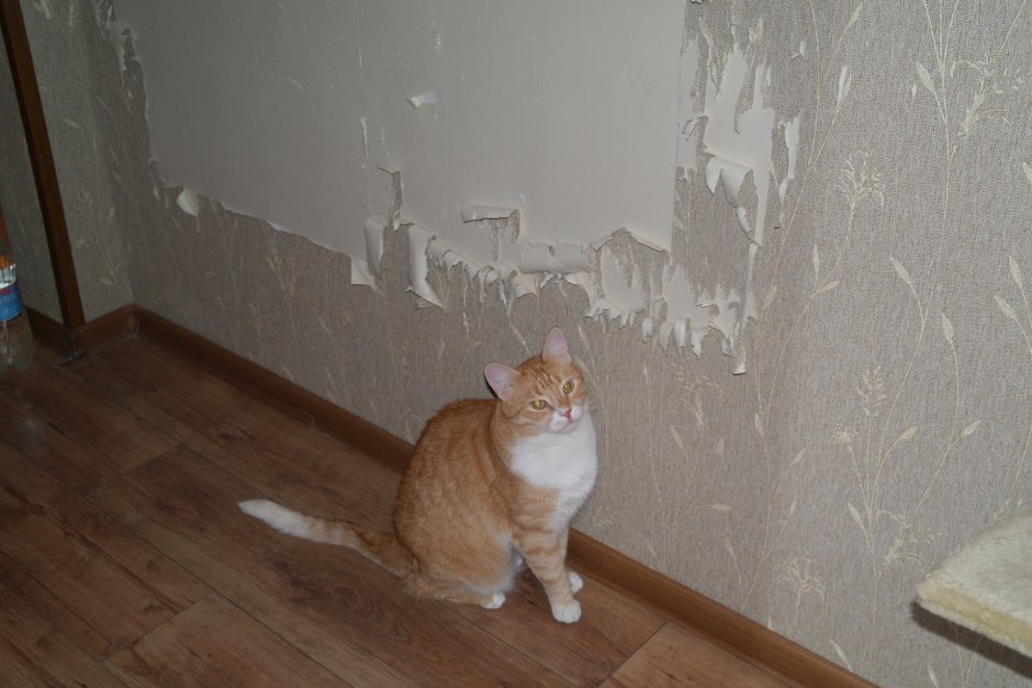 Кот ободрал стены