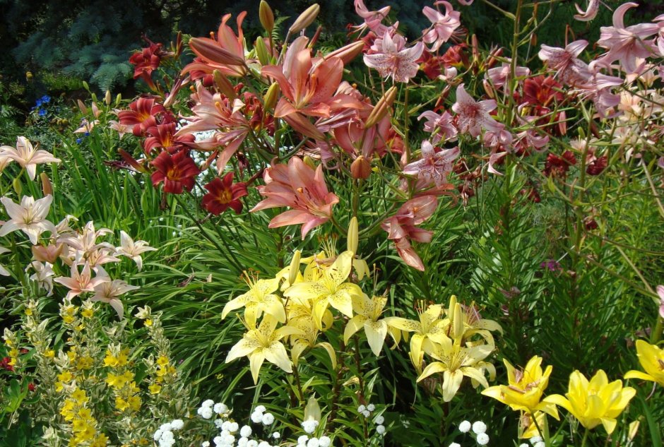 Лилии в саду Уайт