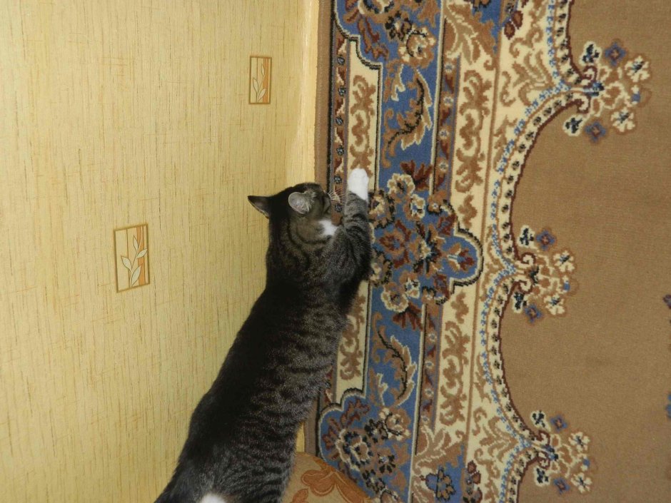 Кот дерёт ковёр