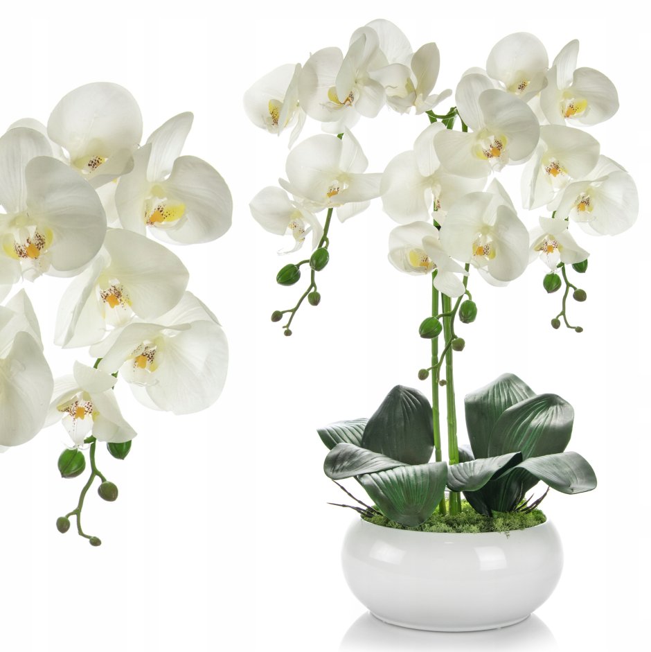 Белая Орхидея фото в горшке