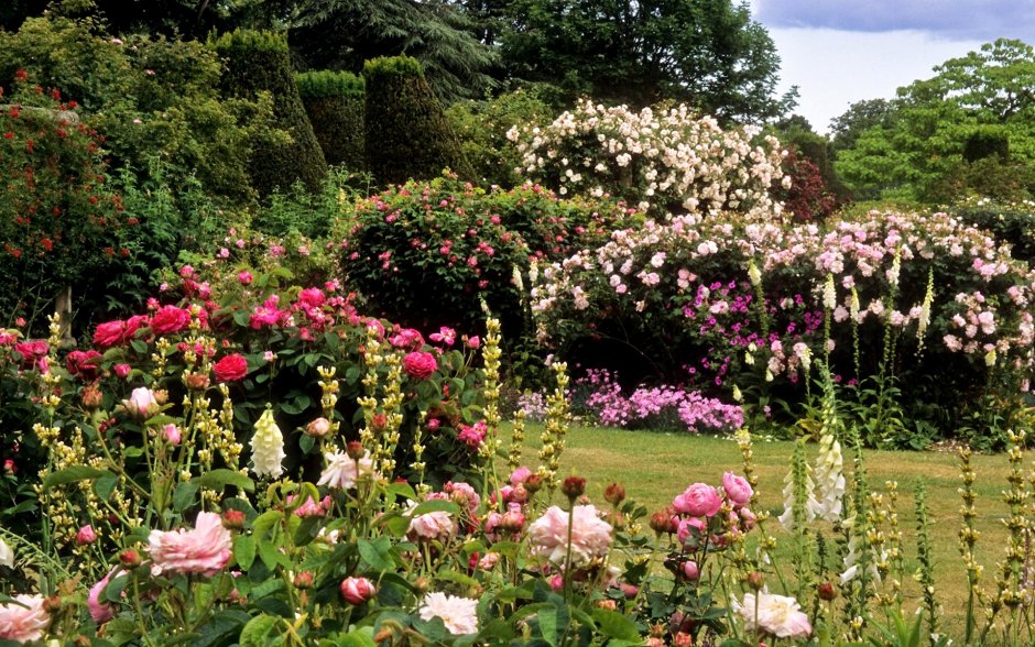 Английские розы в ландшафтном дизайне (65 фото)