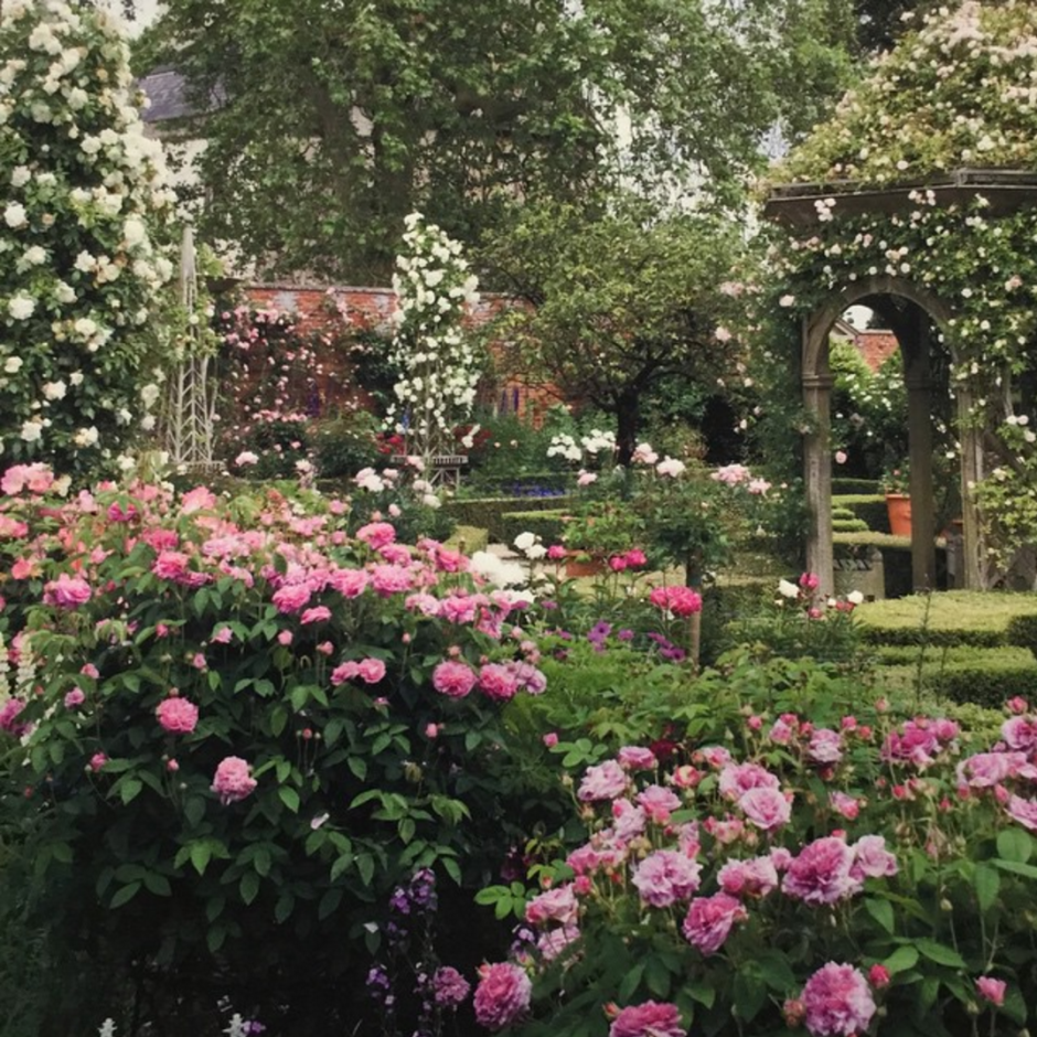 Английский сад с плетистыми розами