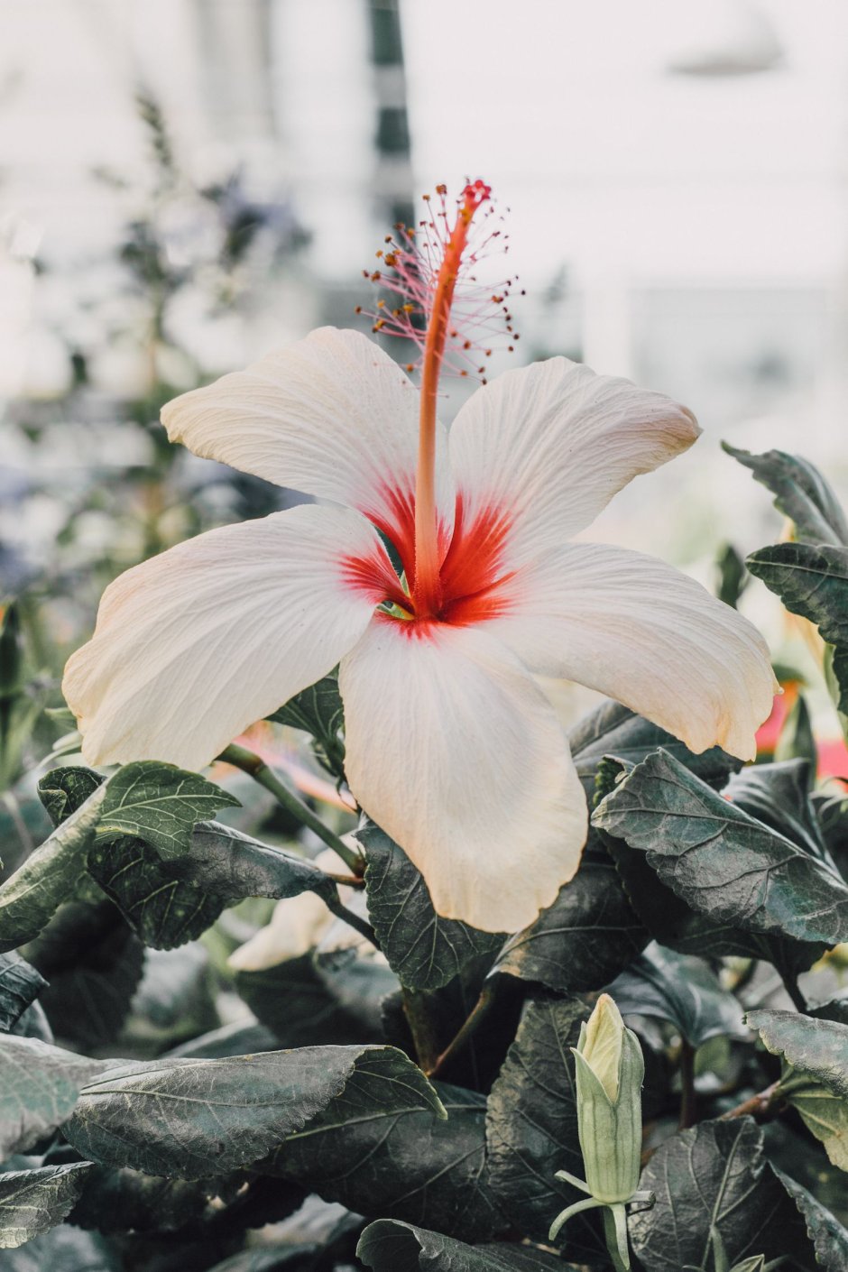 Эстетика Гавайских цветов