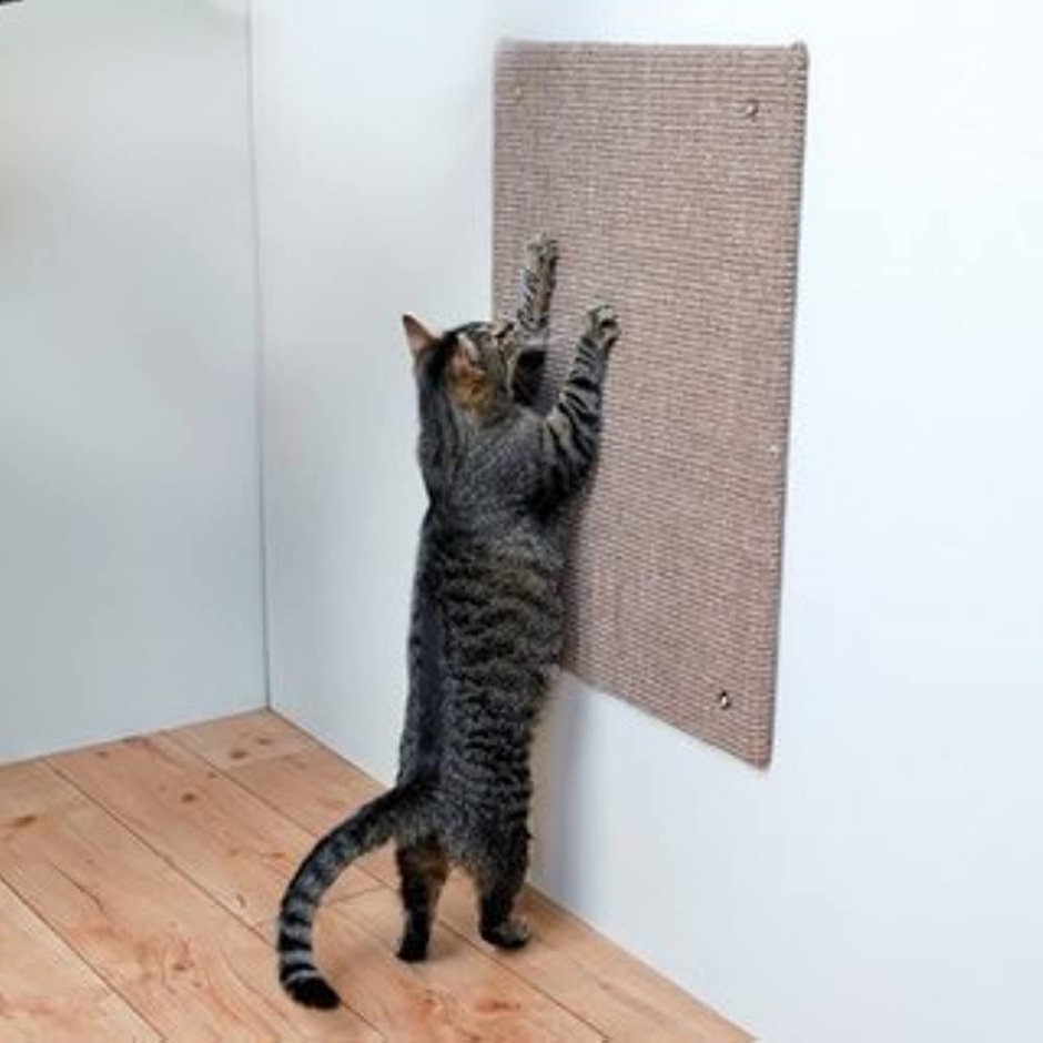 Ковер на стене для кошки