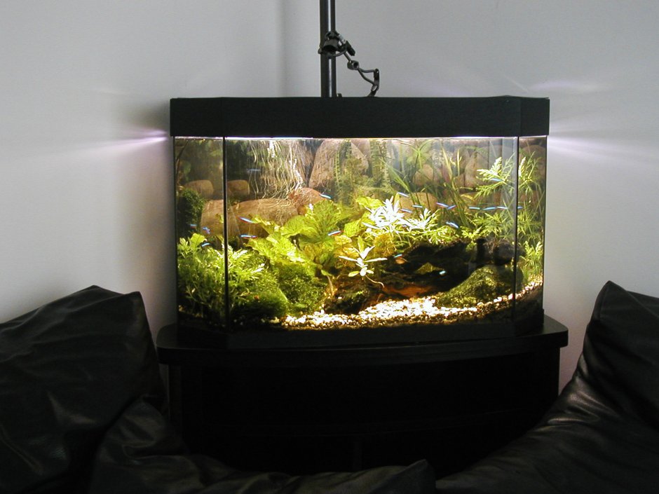 Угловой аквариум с растениями