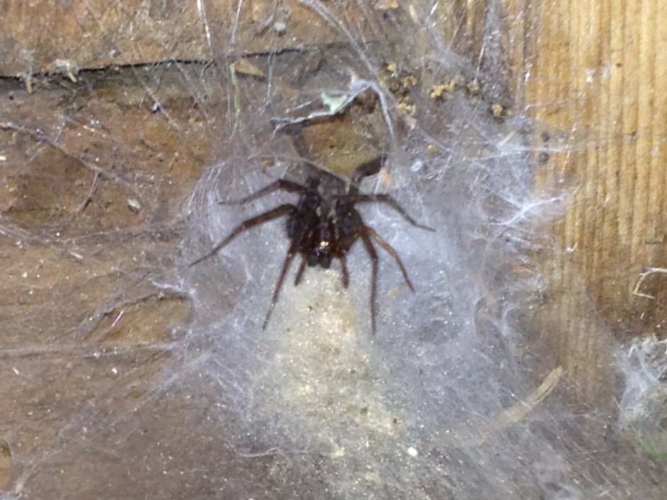 Гигантский паук на доме