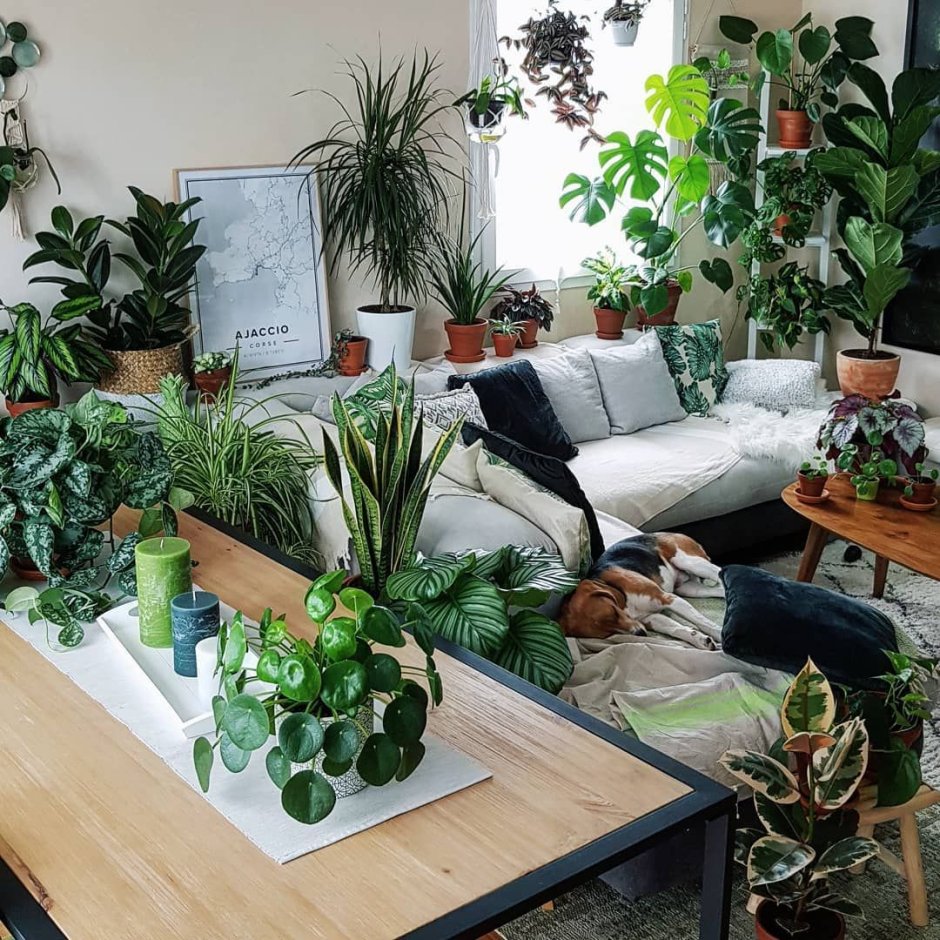 Зал с комнатными растениями