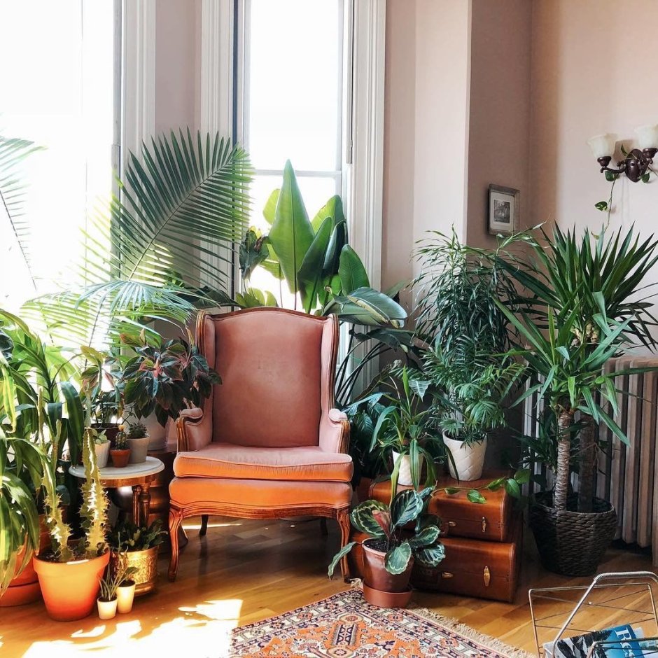 Декор комнатными растениями жилых помещений