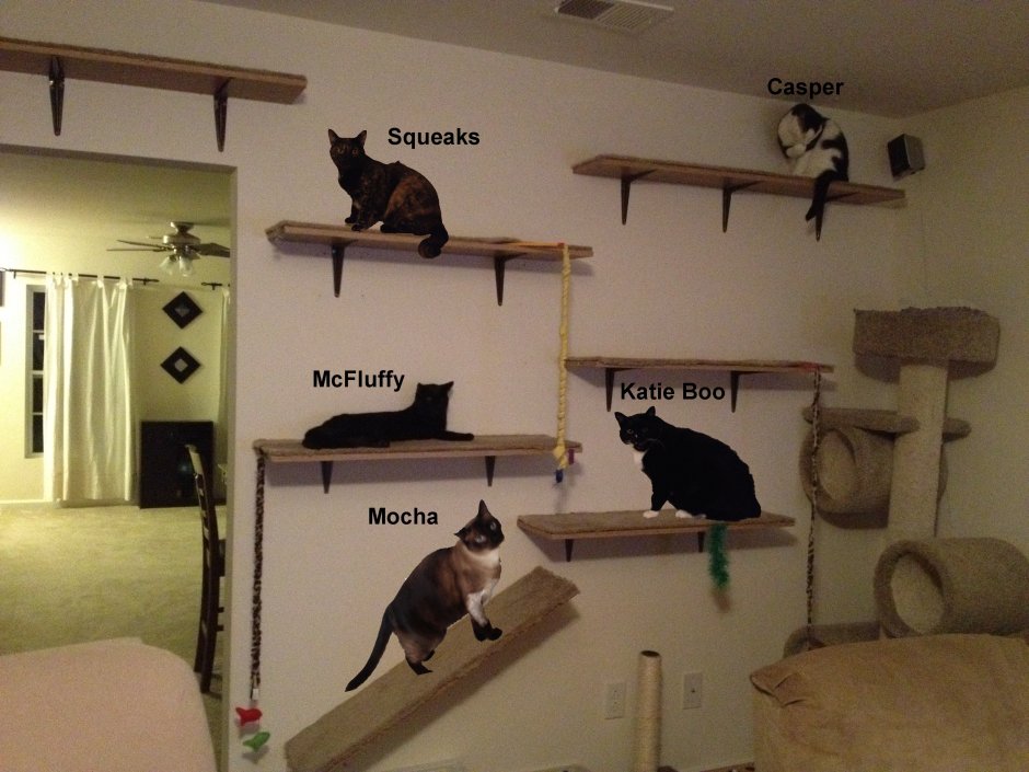 Ковролин на стену для кошки (59 фото)