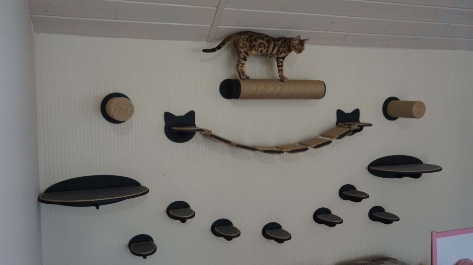 Стена для кошек