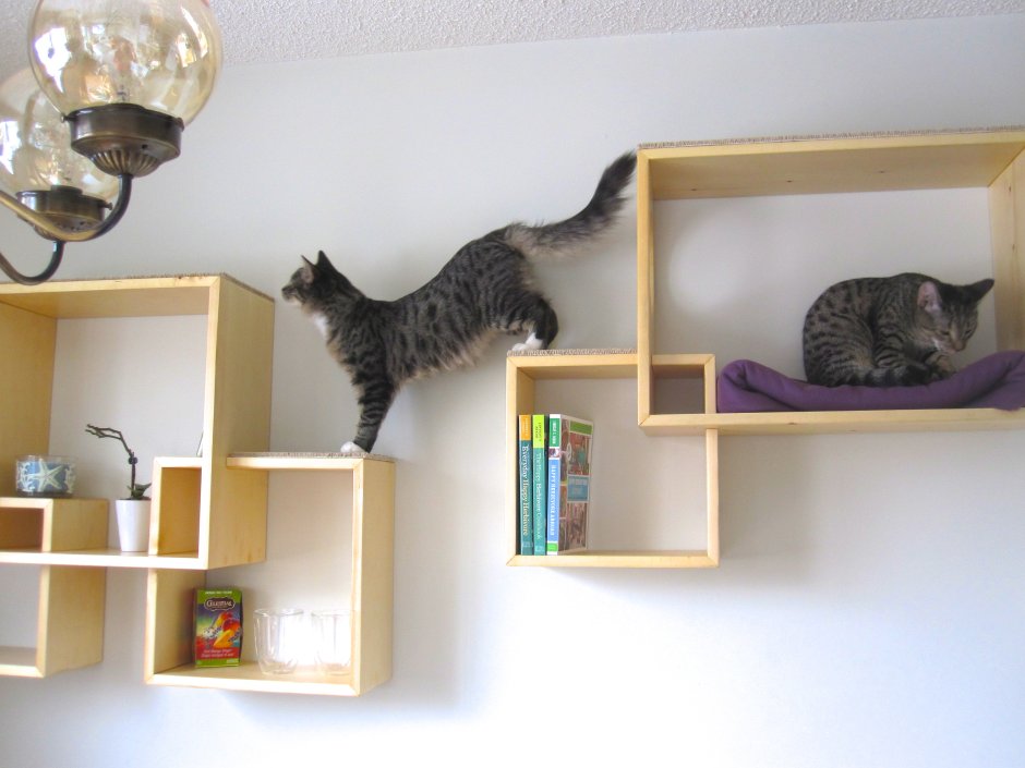 Коты на стене