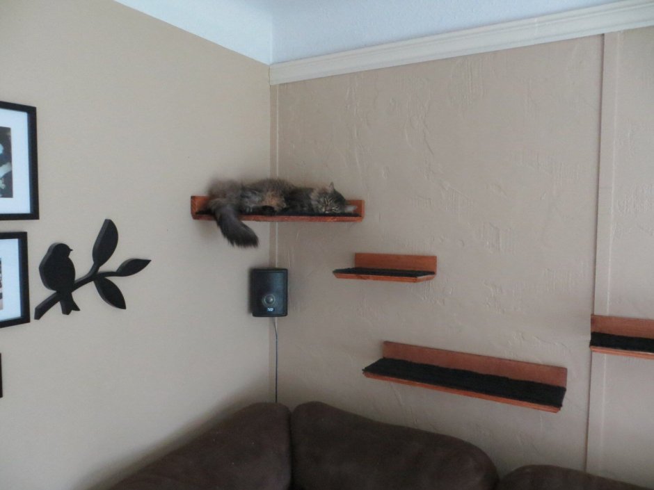 Лазилки для кошек в квартире