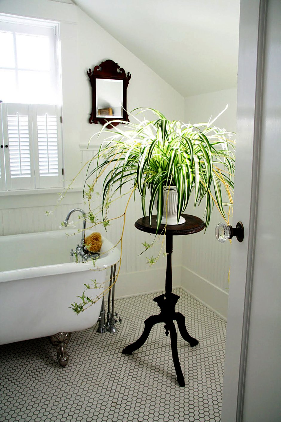 Комнатные растения в ванной