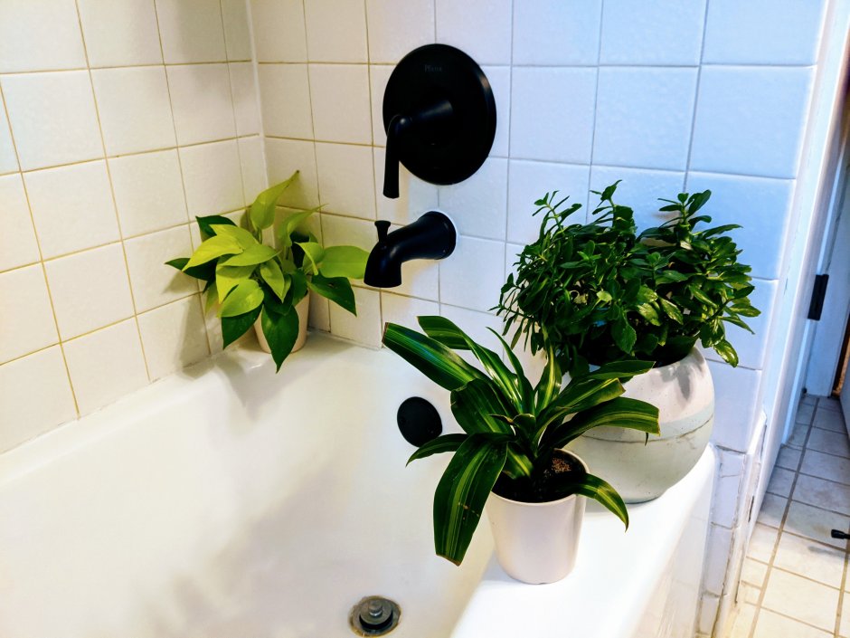 Растение в ванную комнату