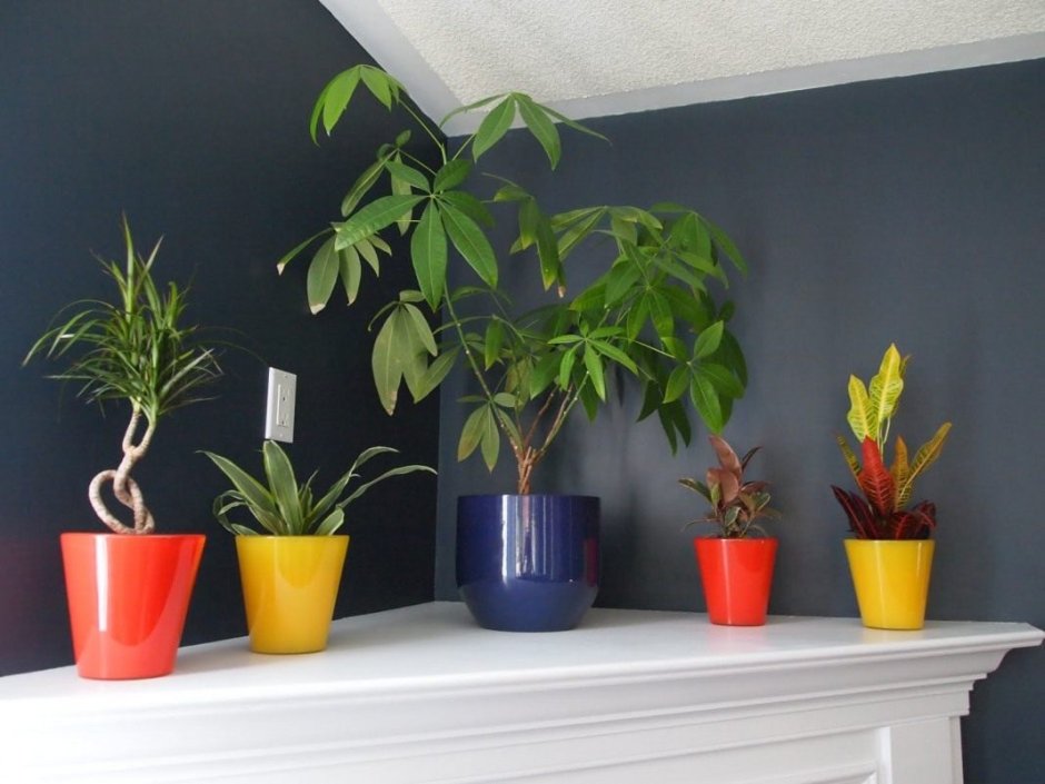 Тенелюбивые комнатные комнатные растения