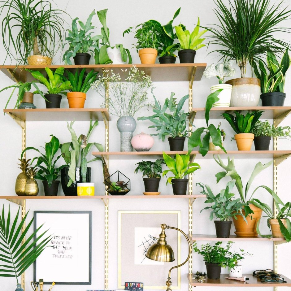 Марантовые комнатные растения