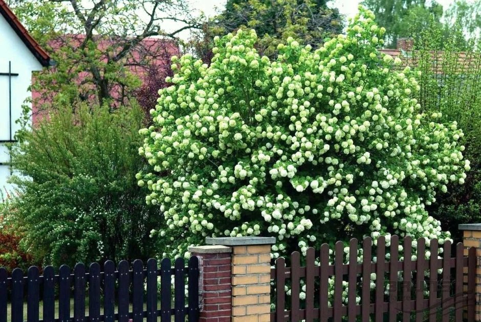 Калина обыкновенная Viburnum opulus Живая изгородь изгородь