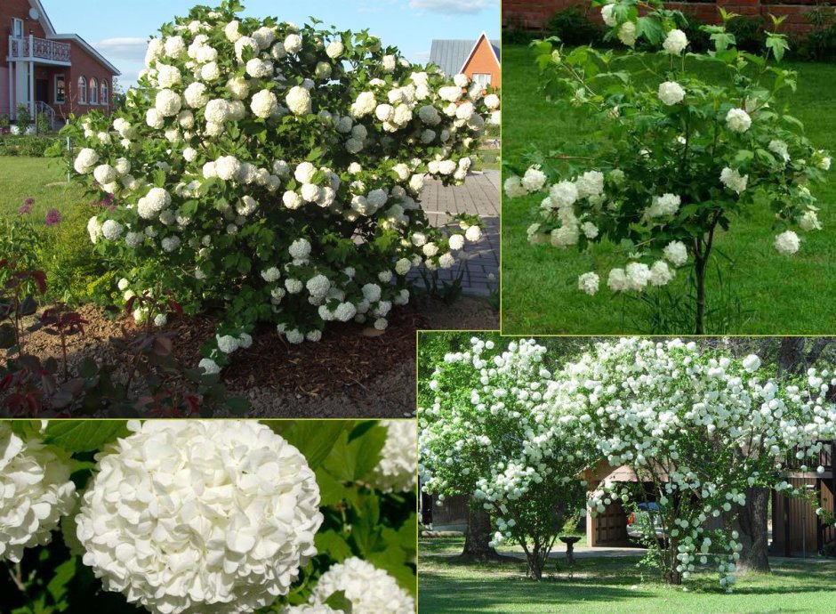 Гортензия бульденеж кустарник
