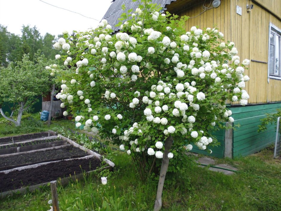 Калина обыкновенная бульденеж штамб