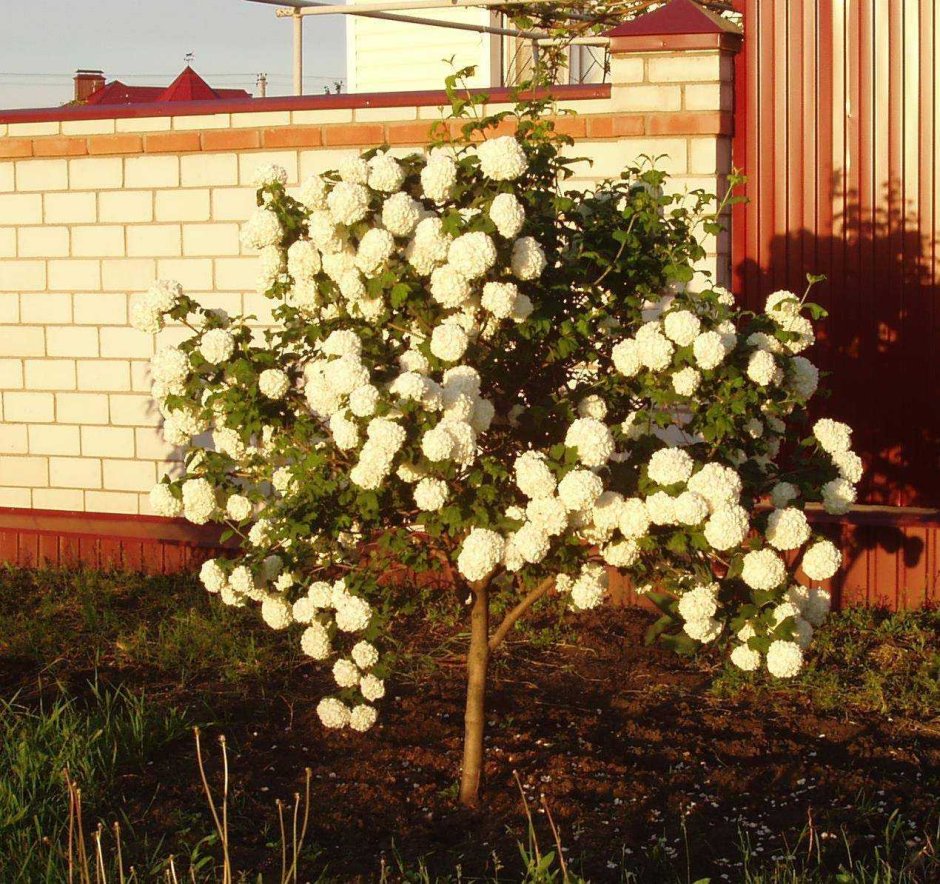 Калина бульденеж