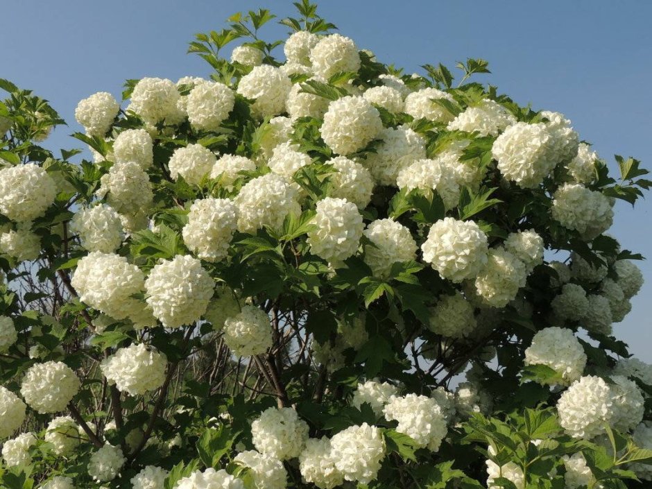 Калина бульденеж