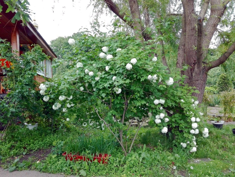 Калина бульденеж изгородь
