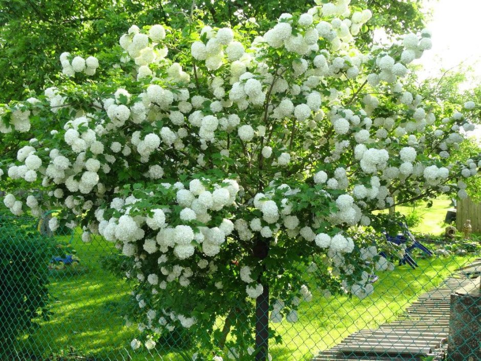 Кустарник Калина бульденеж