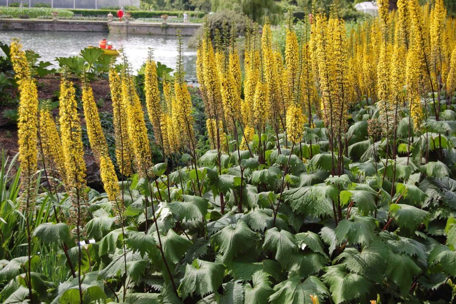 Бузульник Пржевальского Ligularia przewalskii