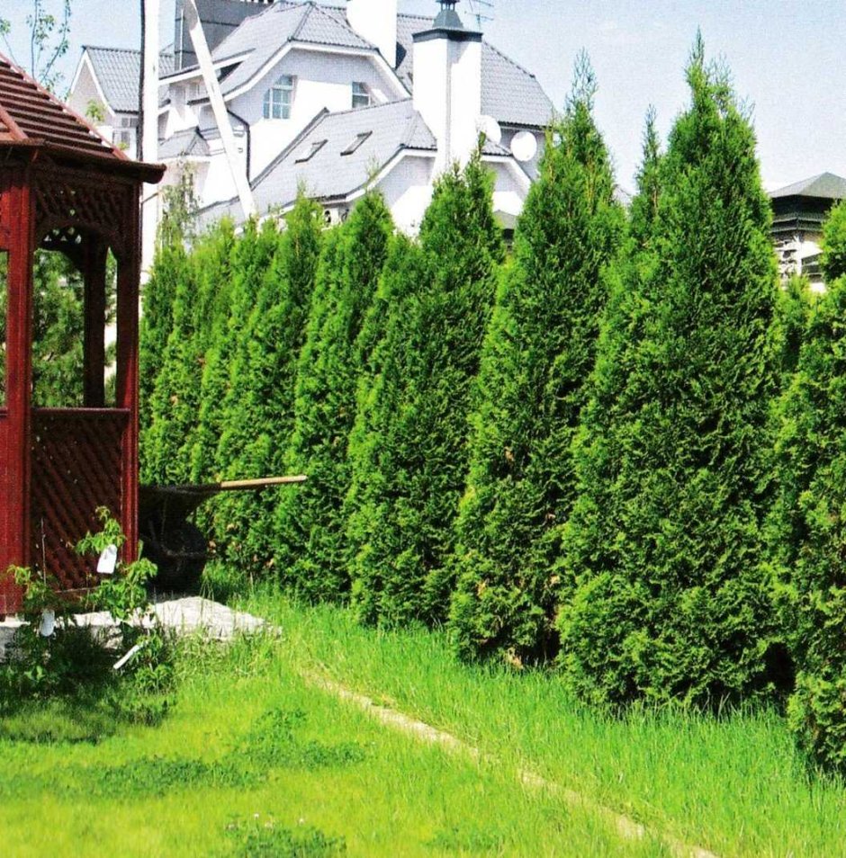 Туя Западная Смарагд Живая изгородь