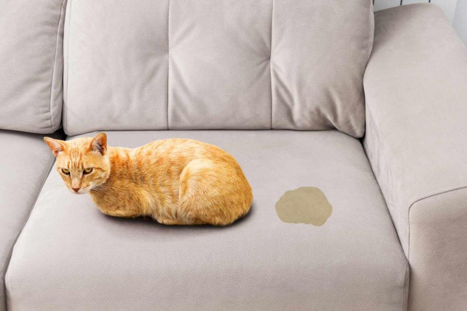 Кот пописал на диван