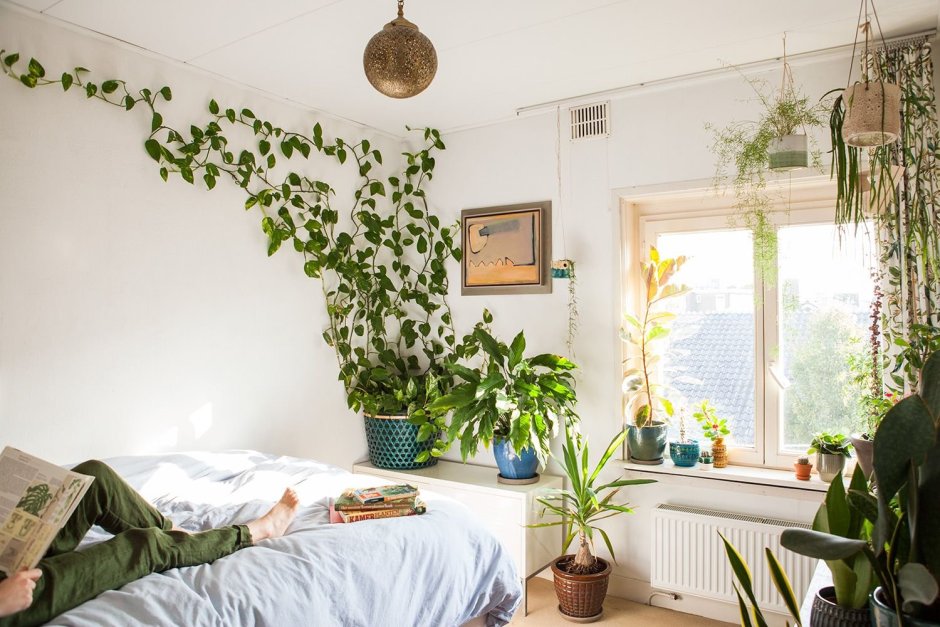 Растения над кроватью
