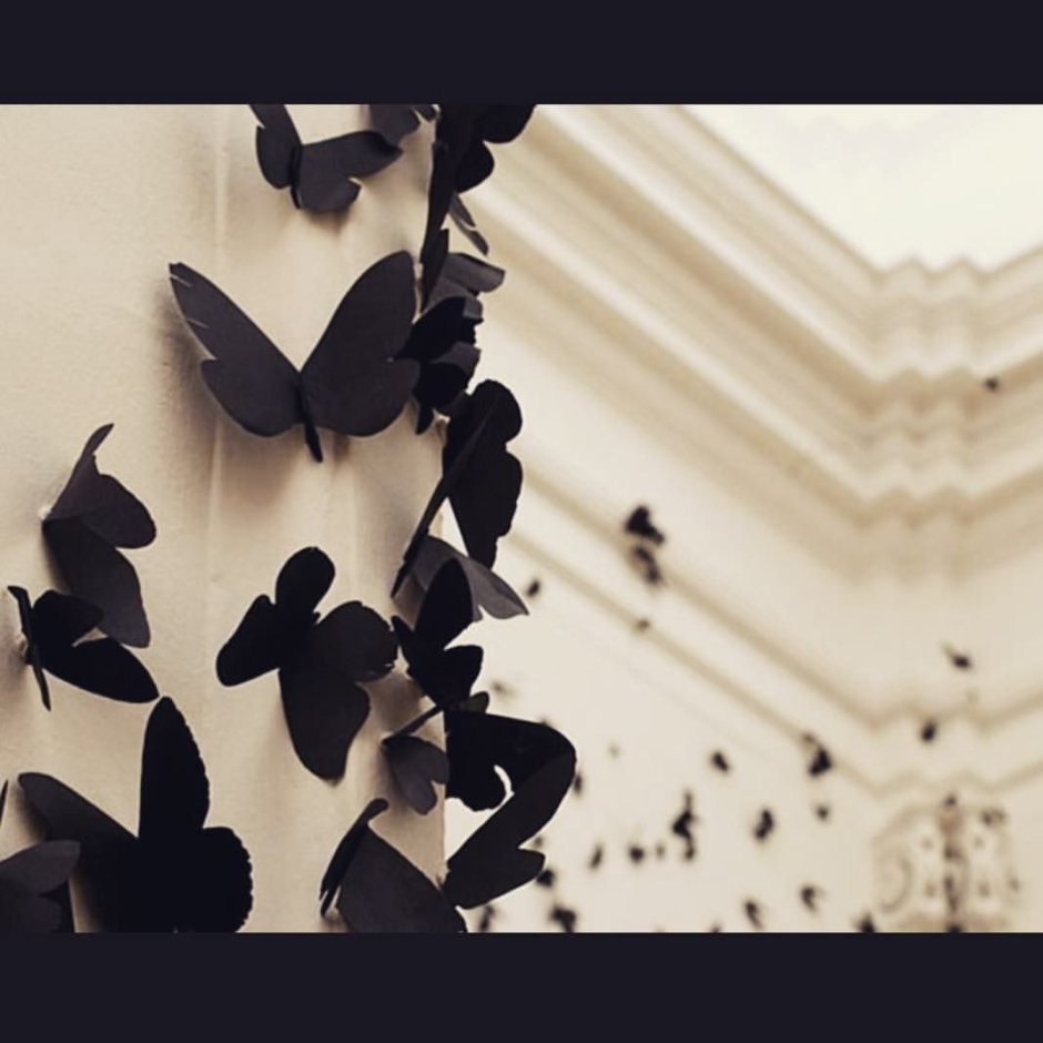 Карлос Аморалес бабочки