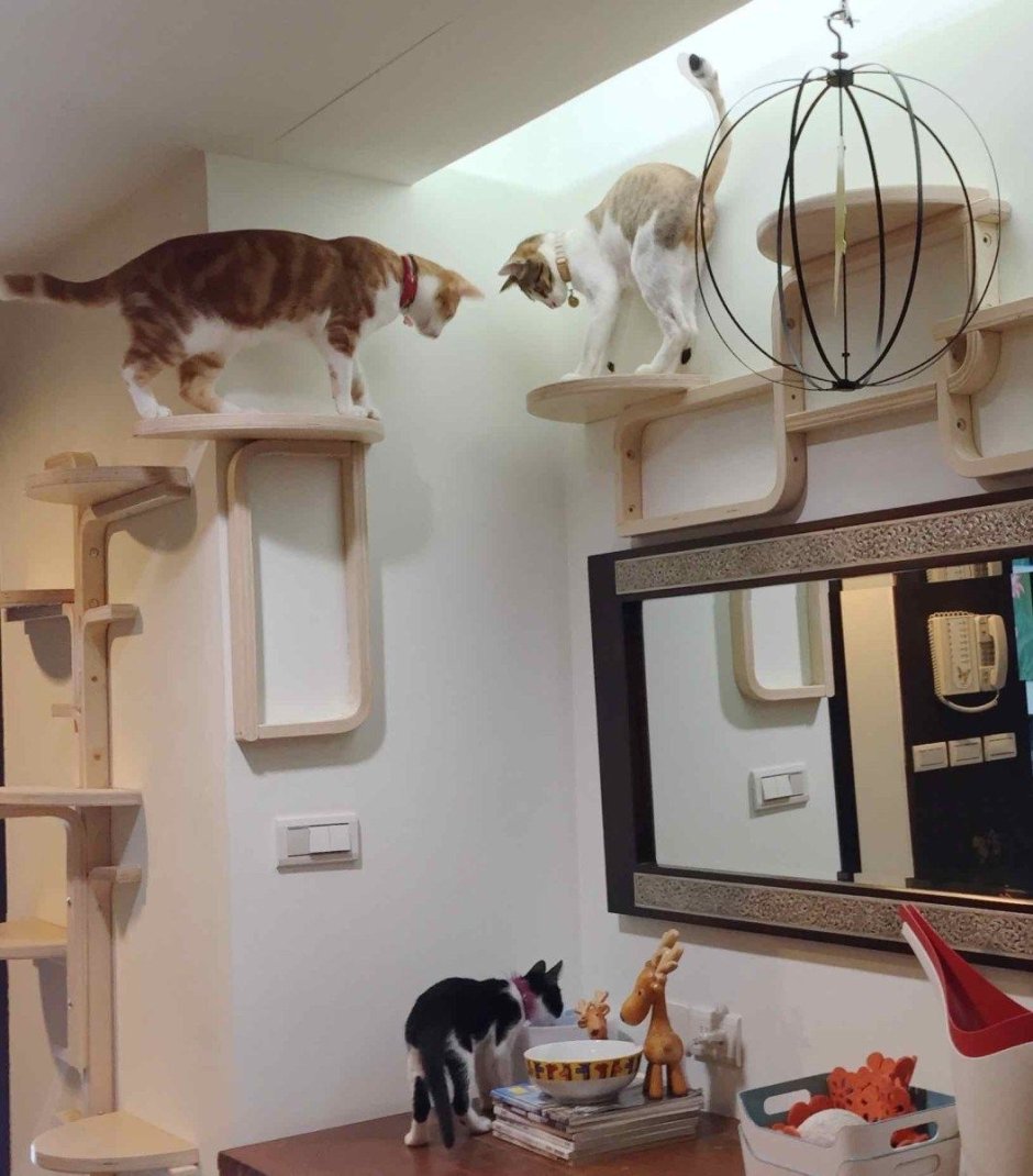 Обустройство комнаты для кошек