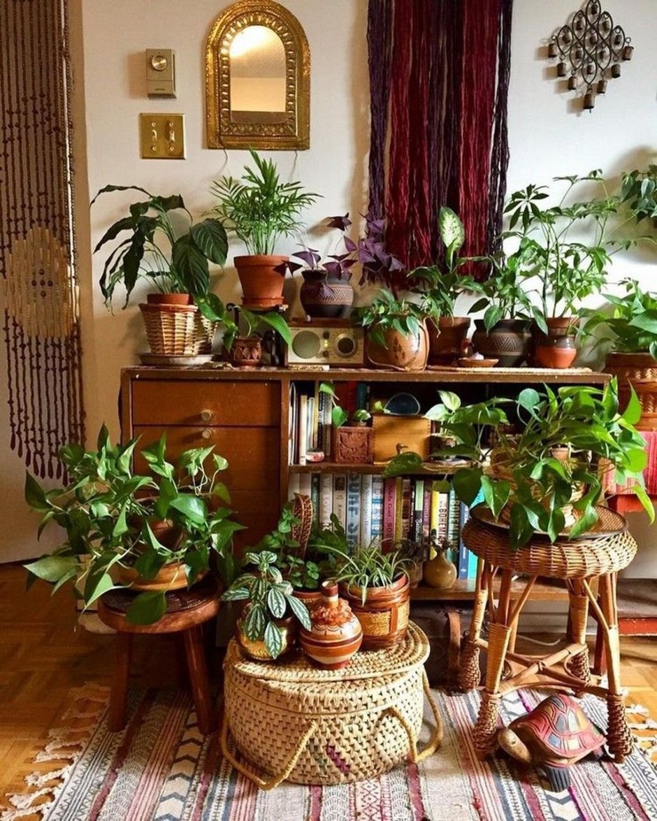 Домашние растения в интерьере квартиры
