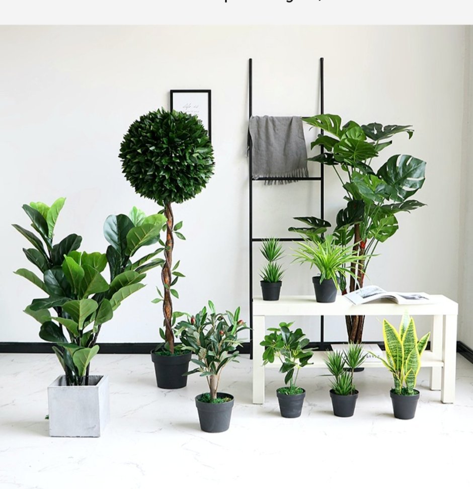 Декоративные растения для интерьера