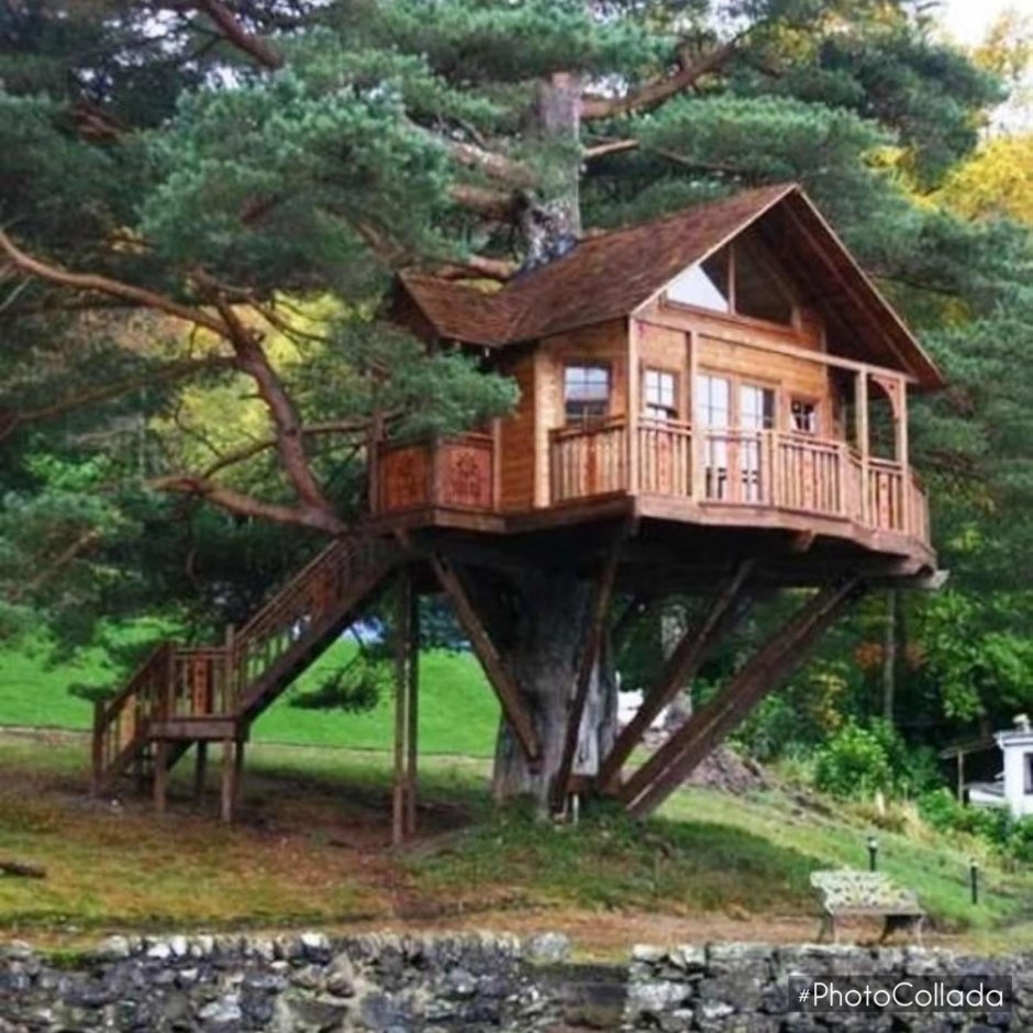 Дом на деревьях Шотландия климанрюк