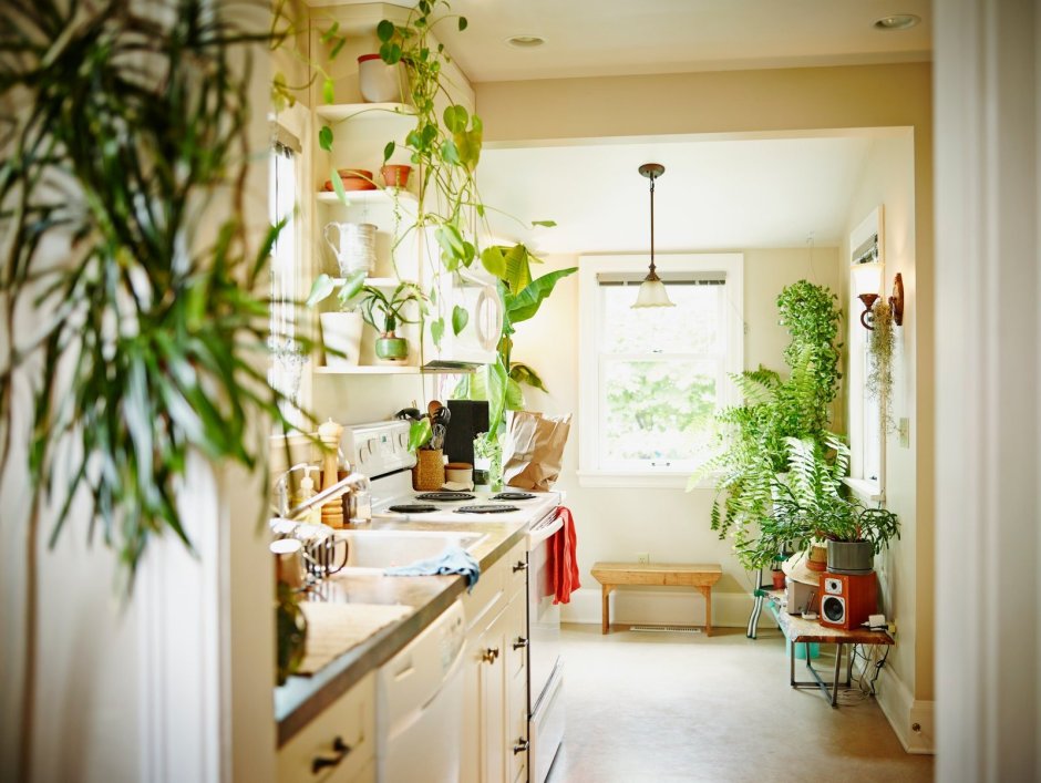 Комнатные растения в интерьере кухни